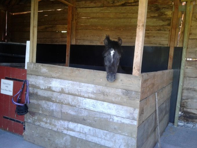 Från sommaren 2018 finns det även möjlighet till boxplats på Stall Nybybacken. Två boxar, 3x2,5 meter, enkel standard.